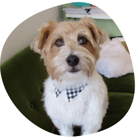 ジャック・ラッセルのbingo