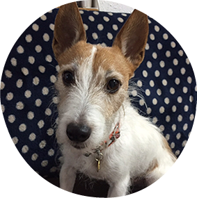 ジャック・ラッセルのkabu